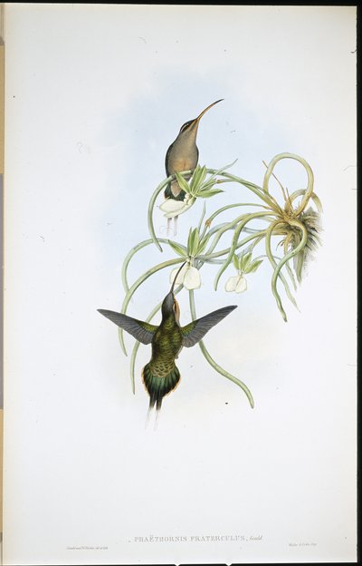 Verbonden kluizenaar (Phaethornis Fraterculus) door John (after) Gould