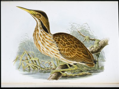 Amerikaanse roerdomp (Botaurus Lentiginosus) door John (after) Gould