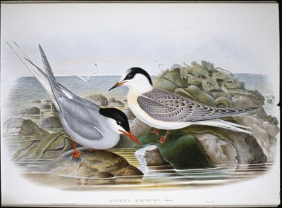 Noordse stern (Sterna Macrura) door John (after) Gould