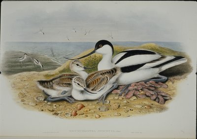 Kluut (Recurvirostra Avocetta) door John (after) Gould