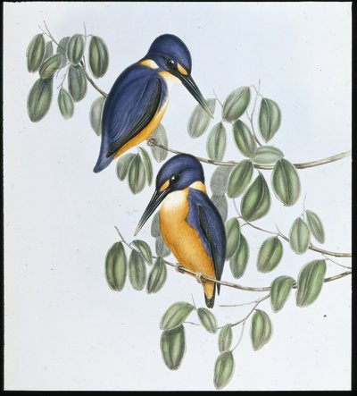 Azuren ijsvogel (Alcyone Azurea) door John (after) Gould