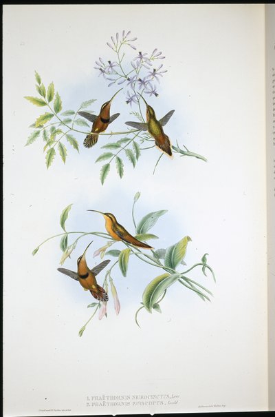Gordelkluizenaar (Phaethornis Nigrocinctus) en Bisschopkluizenaar (Phaethornis Episcopus) door John (after) Gould