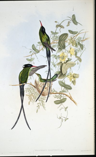 Zwartkapkolibrie (Trochilus polytmus) door John (after) Gould