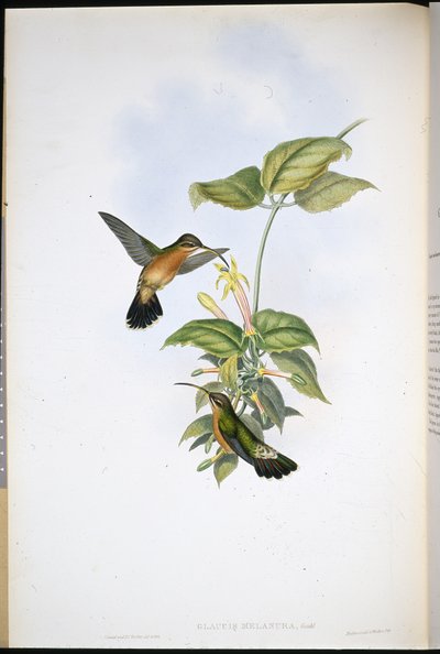 Zwartstaartheremiet door John (after) Gould