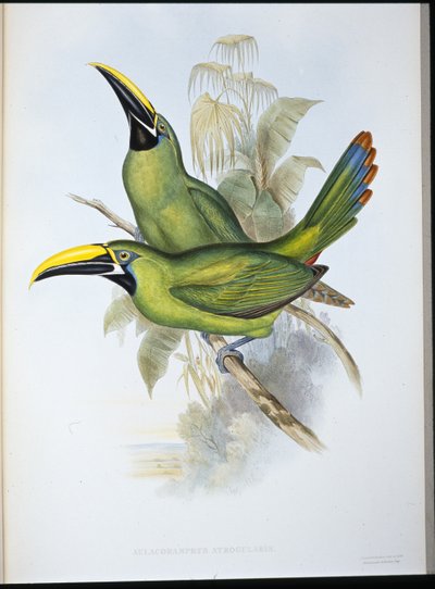 Zwartkeel Groefsnavel Toekan door John (after) Gould
