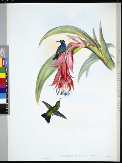 Blauwborst Saffier door John (after) Gould