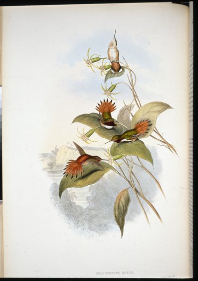 Blauwhoofdsaffier (eucephala grayi) door John (after) Gould