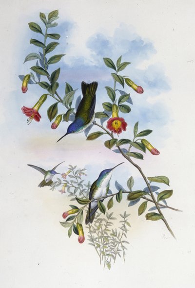 Blauwhals Azure Kroon door John (after) Gould