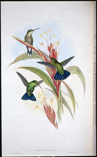 Blauwstaart Mango Kolibrie (Lampornis Viridis) door John (after) Gould