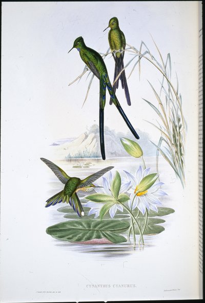 Blauwstaart Sylph (Cynanthus Cyanurus) door John (after) Gould