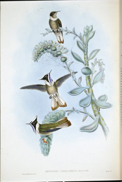 Blauwkeelhelmkuif door John (after) Gould