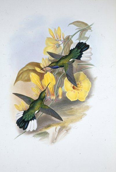 Blauwkeel Sabelvleugel door John (after) Gould