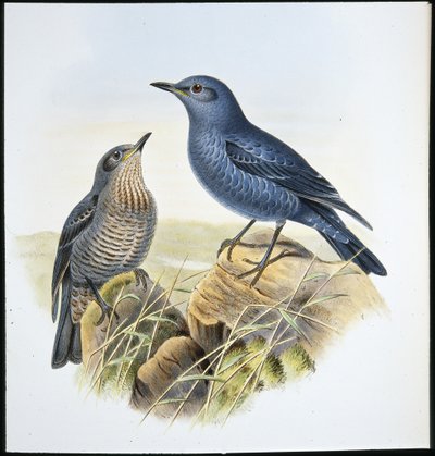 Blauwe Rotslijster door John (after) Gould