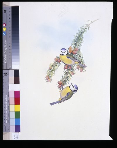 Pimpelmees (Parus Caeruleus) door John (after) Gould