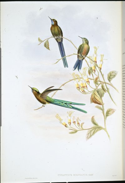 Boliviaanse Sylph door John (after) Gould