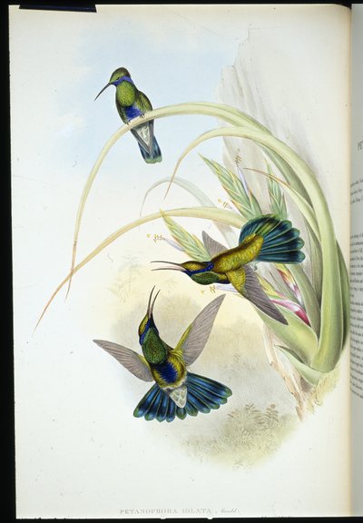 Boliviaanse viooroog (Petasophora Iolata) door John (after) Gould
