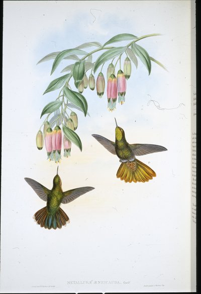 Messingstaart (Metallura Aeneicauda) door John (after) Gould