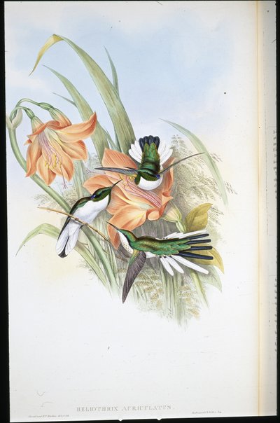 Braziliaanse Fee (Heliothrix Auriculatus) door John (after) Gould