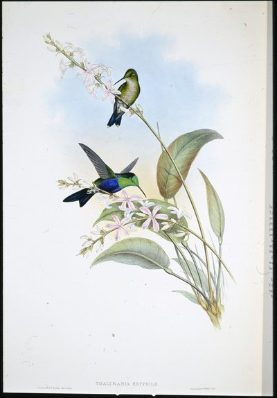 Braziliaanse Panoplites (Thalurania Eryphile) door John (after) Gould