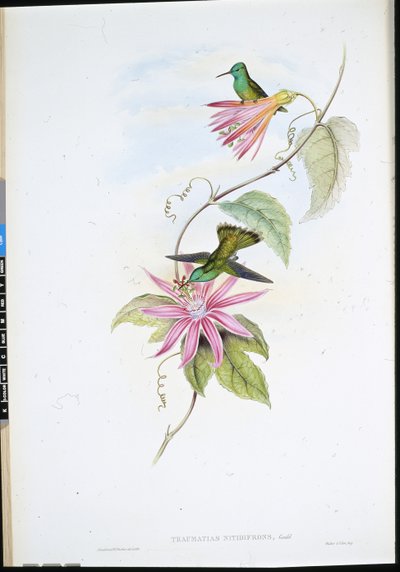 Briljantfrontsmaragd (Thaumatias Nitidifrons) door John (after) Gould