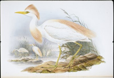 Roodrugreiger door John (after) Gould