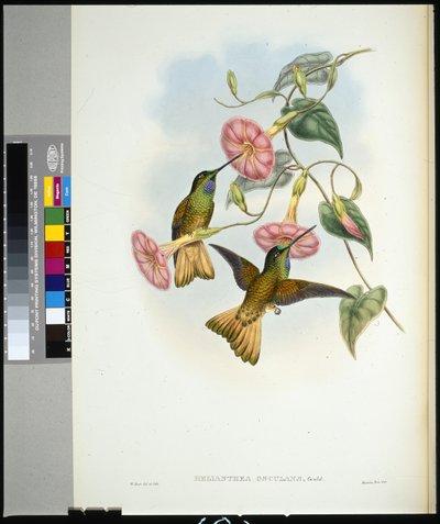 Buffelstaart Sabelvleugel (helianthea osculans) door John (after) Gould