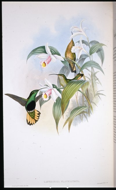 Gele Pluimstaart (Lafresnaya Flavicaudata) door John (after) Gould