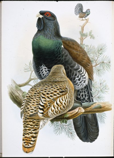 Auerhoen (Tetrao Urogallus) door John (after) Gould