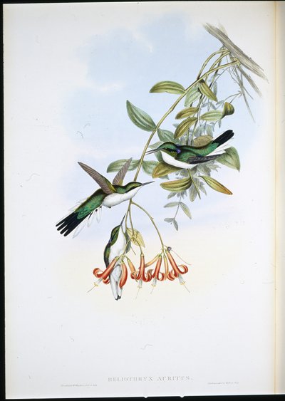 Cayene Fee (Heliothryx Auritus) door John (after) Gould