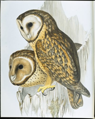 Kastanjebruine uil door John (after) Gould