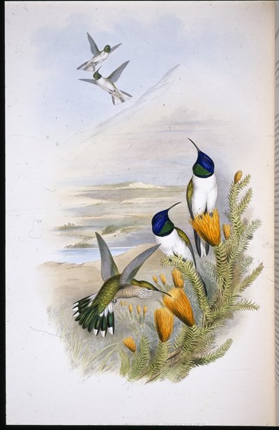 Chimobraziaanse heuvelster (Oreotrochilus Chimborazo) door John (after) Gould