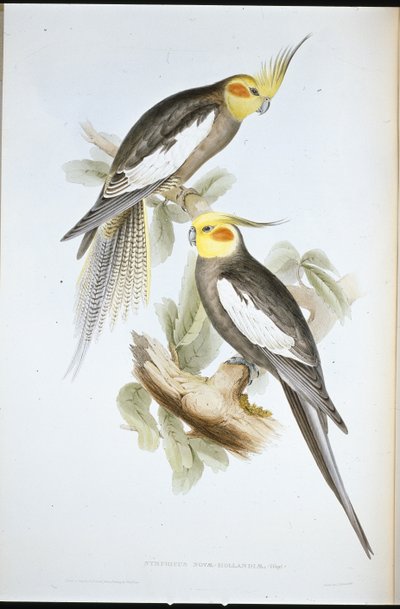 Kaketoe Parkiet door John (after) Gould