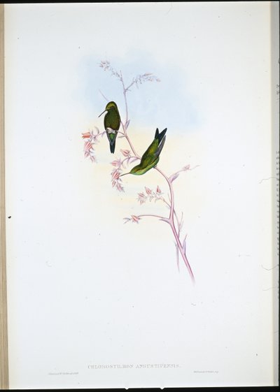 Colombiaanse Smaragd (Chlorostilbon Angustipennis) door John (after) Gould