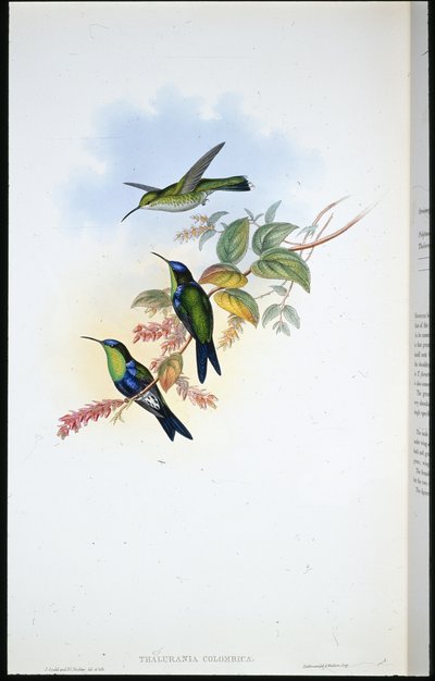 Columbiaanse Panoplites / Columbiaanse Houtnimf (Thalurania Colombica) door John (after) Gould