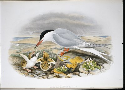 Visdief (Sterna Hirundo) door John (after) Gould