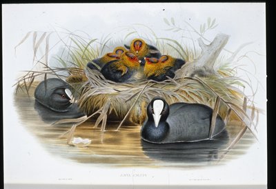 Meerkoet (Fulica Atra) door John (after) Gould