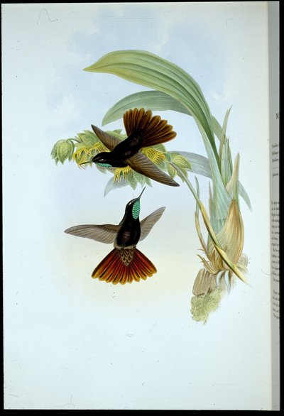 Koperen Staart (Metallura Cupreicauda) door John (after) Gould