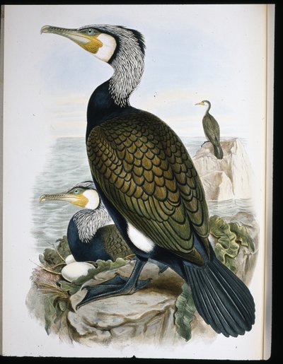 Aalscholver door John (after) Gould