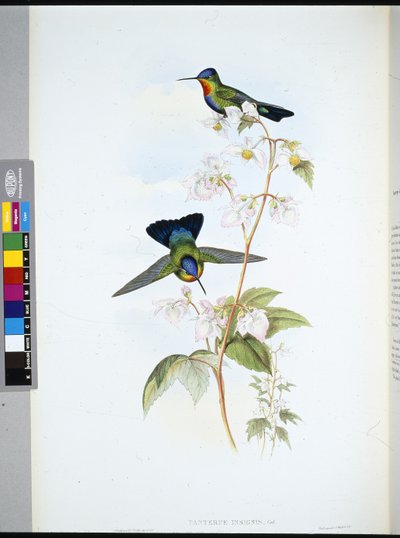 Costa Ricaanse Kolibrie (Panterpeinsignis) door John (after) Gould
