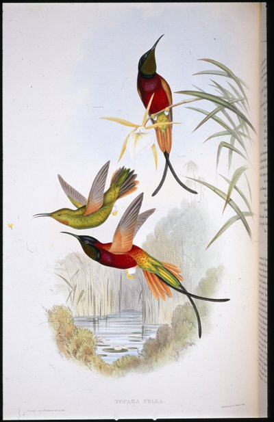 Karmijnrode Topaas (Topaza Pella) door John (after) Gould
