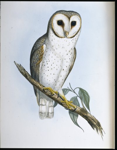 Delicate uil (Strix Delicatulis) door John (after) Gould