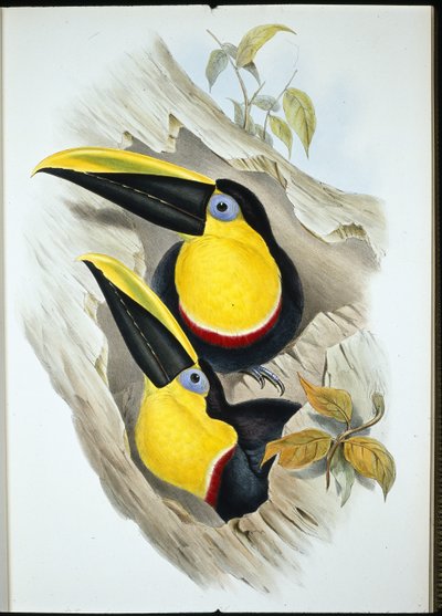 Twijfelachtige toekan door John (after) Gould