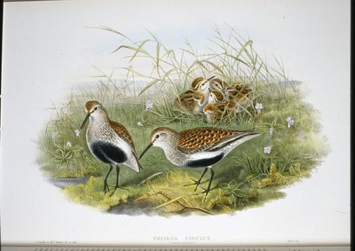 Bonte Strandloper door John (after) Gould
