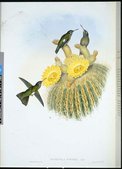 Donkere kolibrie (Phaeoptila Sordida) door John (after) Gould