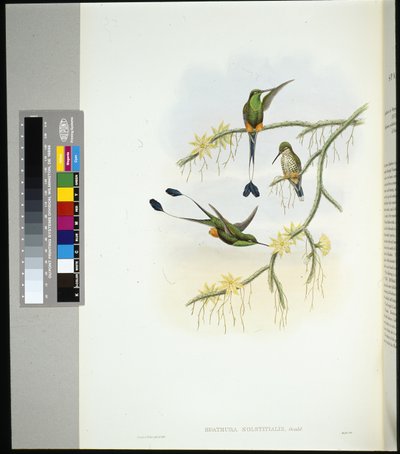 Ecuador Racketstaart (spathura solstitialis) door John (after) Gould