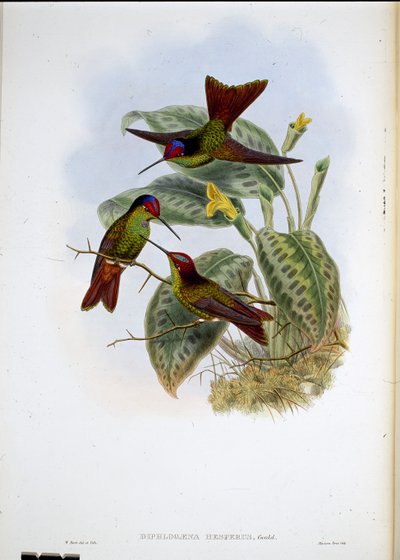 Ecuadoraanse regenboog door John (after) Gould
