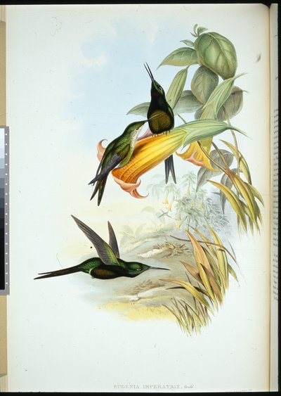 Keizerin Kolibrie door John (after) Gould