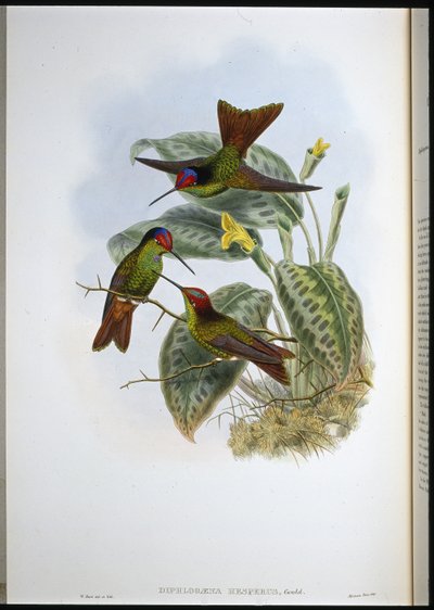 Ecuadoriaanse Regenboog (Diphlogaena Hesperus) door John (after) Gould