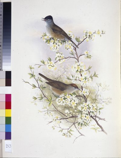 Zwartkop (Sylvia atricapilla) door John (after) Gould