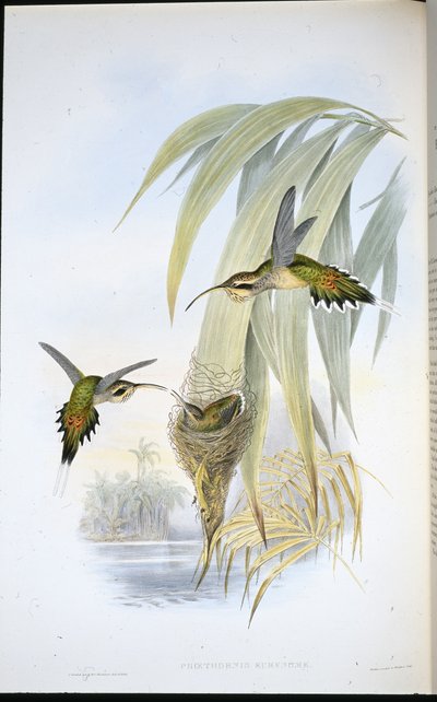 Eurynome Heremiet door John (after) Gould